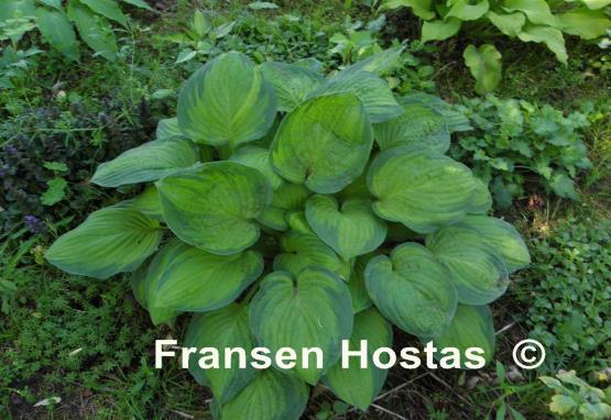 Hosta Lunar Orbit